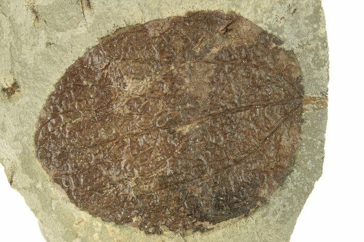Fossil Leaf (Zizyphoides) - Montana #271031